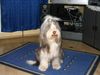 Bearded Collie Hund