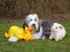 Bearded Collie Hund