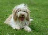 Bearded Collie Hund