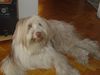 Bearded Collie Hund