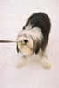 Bearded Collie Hund