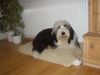 Bearded Collie Hund