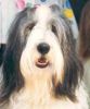 Bearded Collie Hund