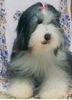 Bearded Collie Hund