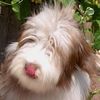 Bearded Collie Hund