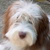 Bearded Collie Hund