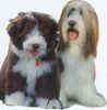 Bearded Collie Hund