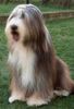 Bearded Collie Hund