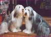 Bearded Collie Hund