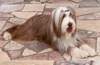 Bearded Collie Hund