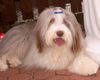 Bearded Collie Hund