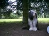 Bearded Collie Hund