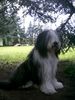 Bearded Collie Hund