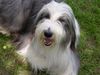 Bearded Collie Hund