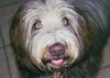 Bearded Collie Hund