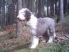 Bearded Collie Hund