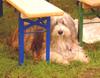 Bearded Collie Hund