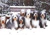 Bearded Collie Hund