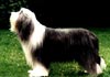 Bearded Collie Hund