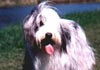 Bearded Collie Hund