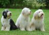 Bearded Collie Hund