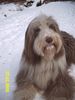 Bearded Collie Hund