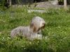 Bearded Collie Hund