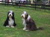 Bearded Collie Hund