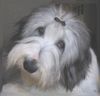 Bearded Collie Hund