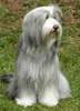 Bearded Collie Hund