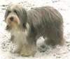 Bearded Collie Hund