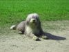 Bearded Collie Hund