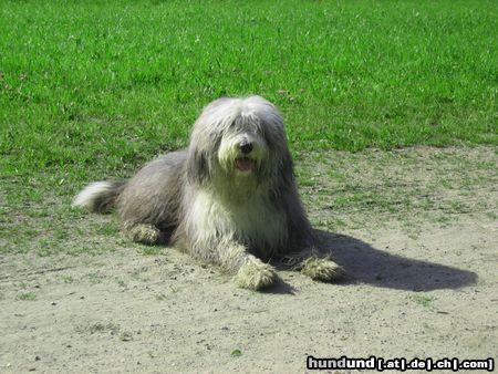 Bearded Collie Sweeper