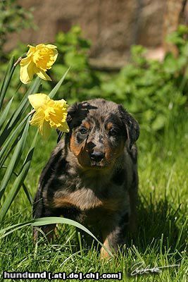 Beauceron A'Bierla von der Hansteinmühle 6 Wochen Harlekinwelpe