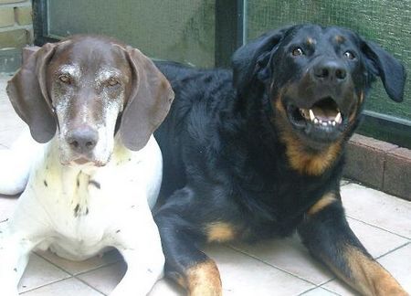 Beauceron Syrun und Pepper