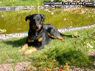 Beauceron 1 jährige Beauceron-Hündin