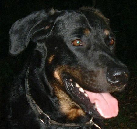 Beauceron Syrun du chateau rocher