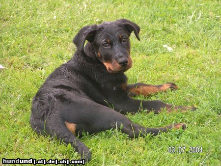 Beauceron Beauceron-Rüde 