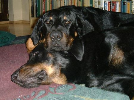 Beauceron Brevis und Syrun