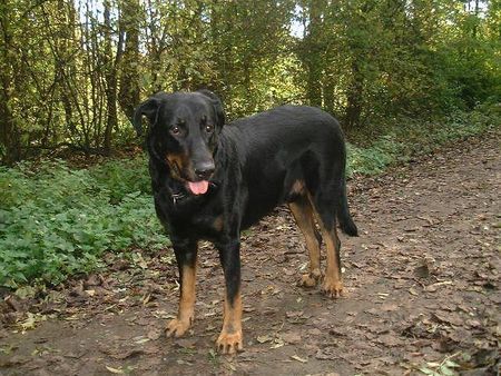 Beauceron Brevis de la Cascade mugissante