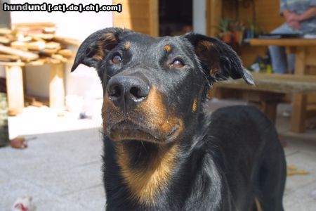 Beauceron Lunett de la Plaine du tilleul