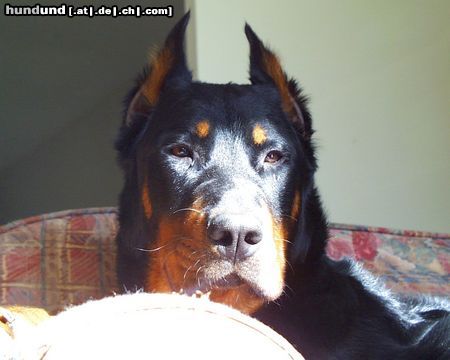 Beauceron jigger