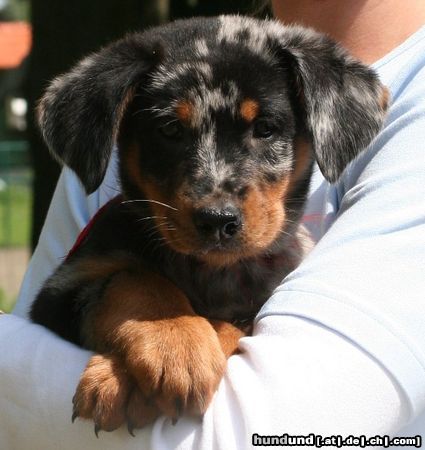 Beauceron Djaida-Blue 8 weeks old