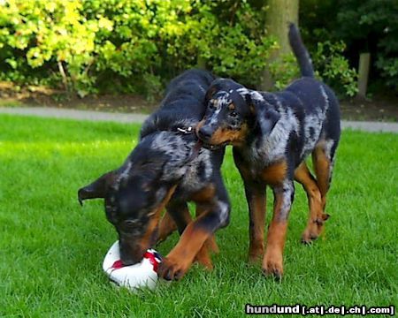 Beauceron Djaida & Diesel de nos Amis de Beauce 