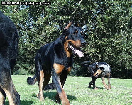 Beauceron jigger