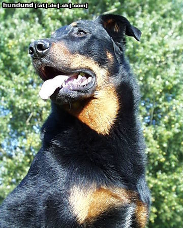 Beauceron tiablo