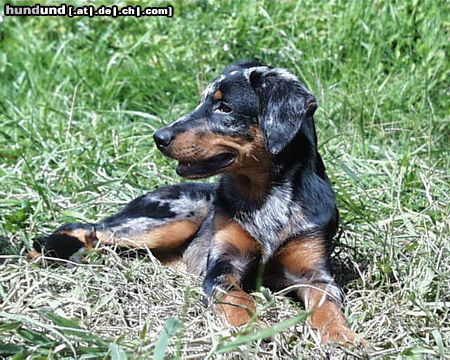 Beauceron djaida-blue 4 months