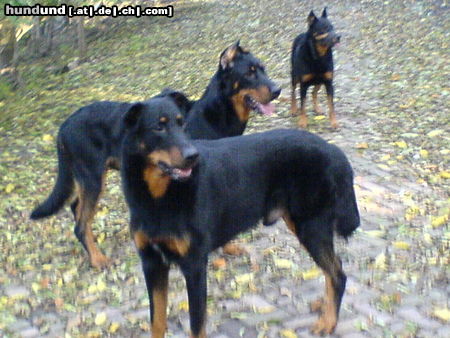 Beauceron tiablo jigger & jazz