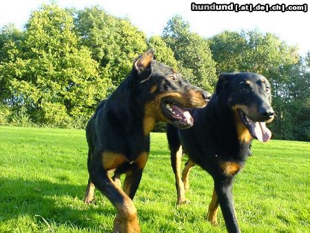 Beauceron tiablo & jigger 