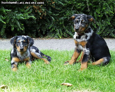 Beauceron djaida-blue & diesel 10 weeks